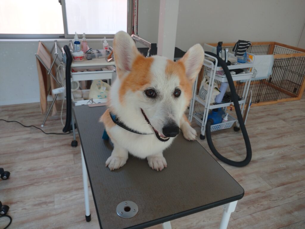 ランディちゃん