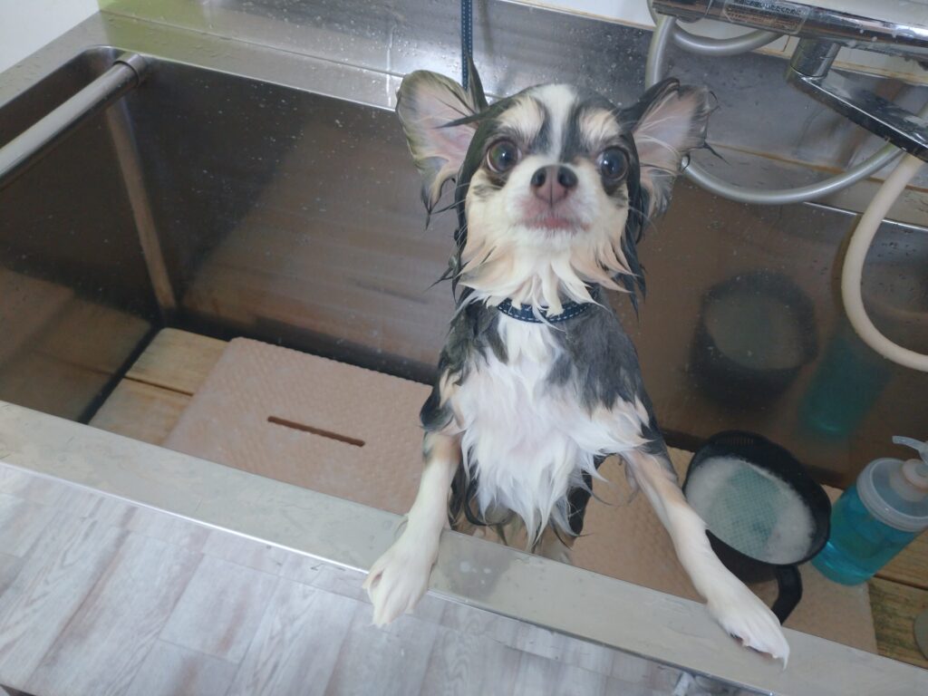 くぅちゃん
