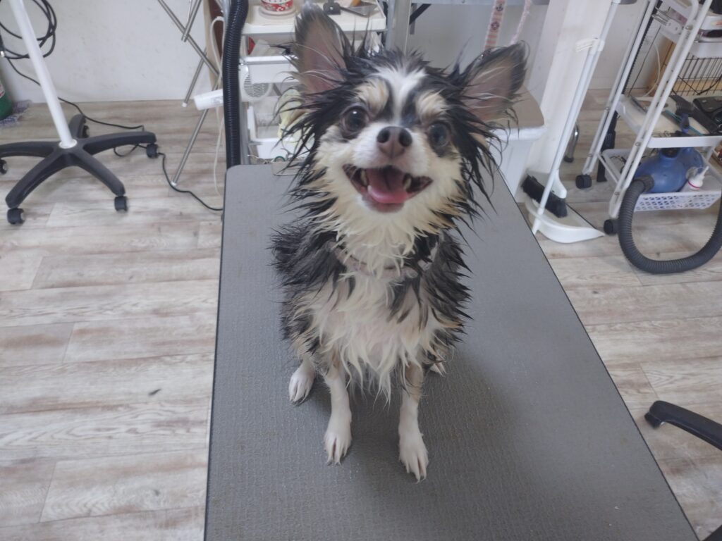 レオちゃん