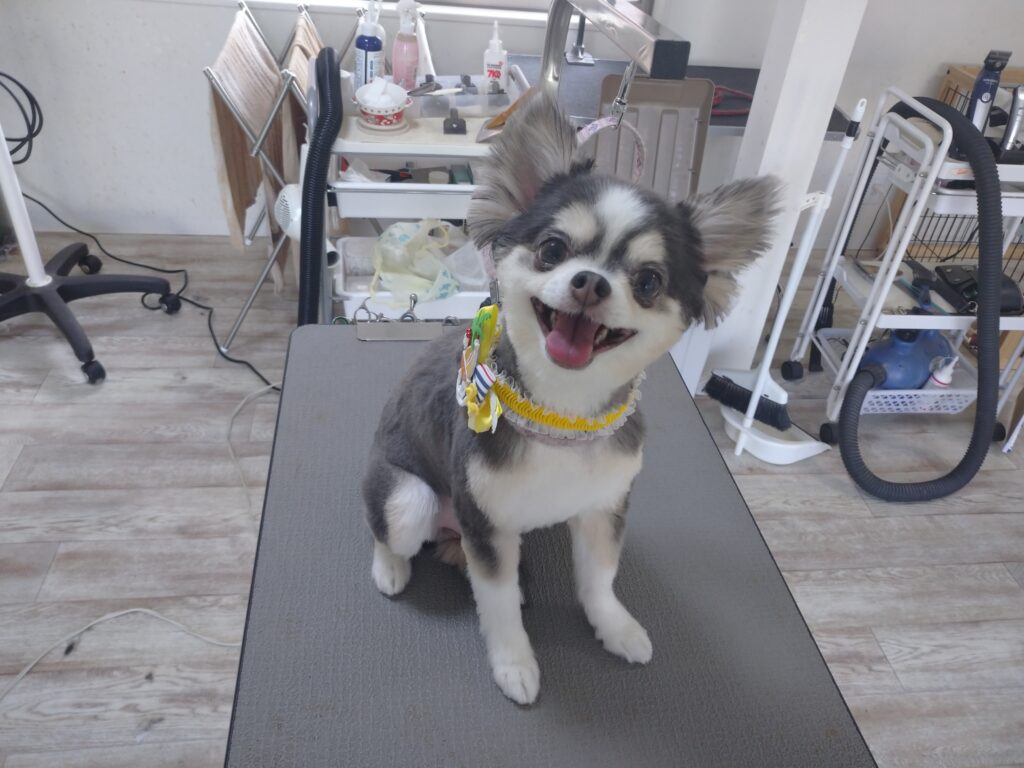 くぅちゃん