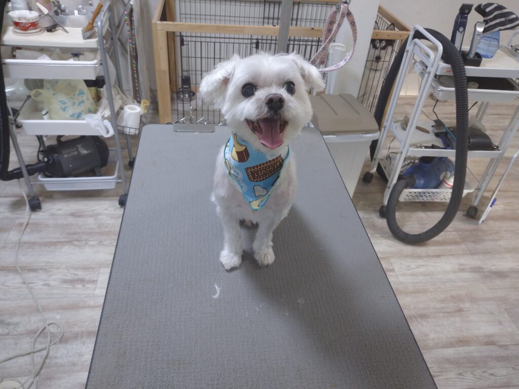マフィンちゃん
