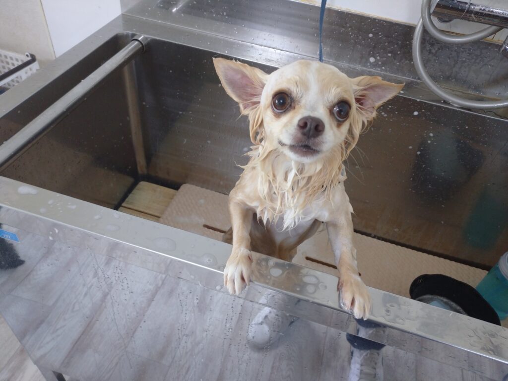 ここちゃん