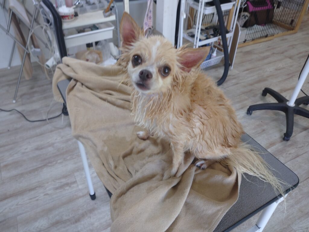 ここちゃん