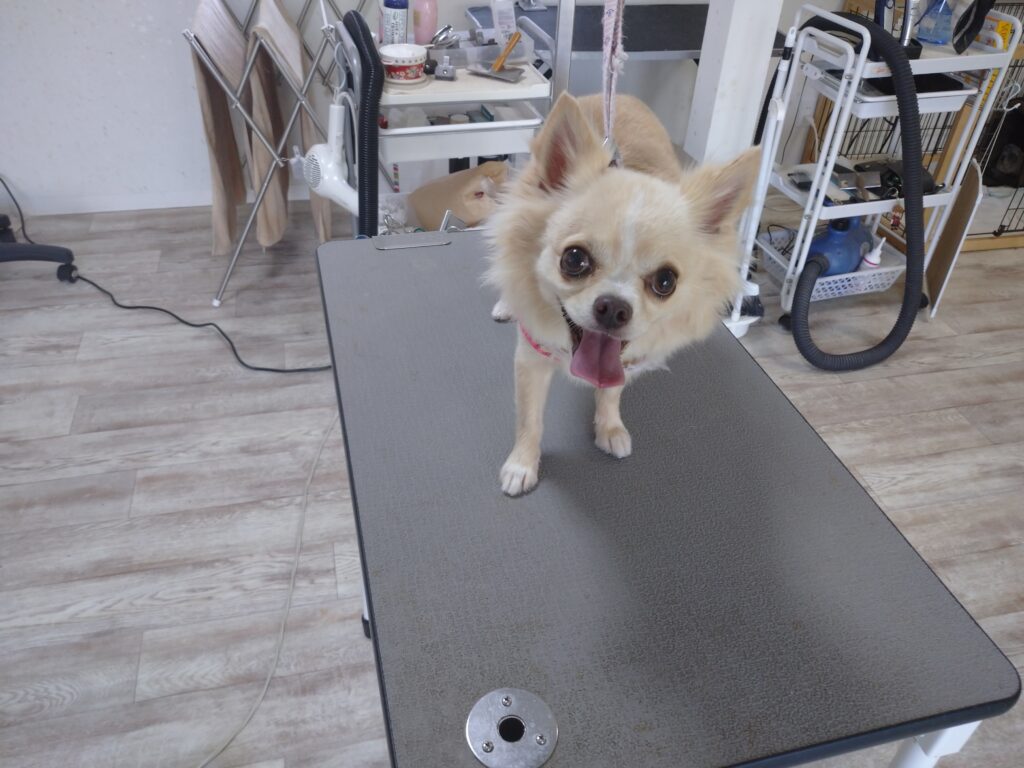 ここちゃん