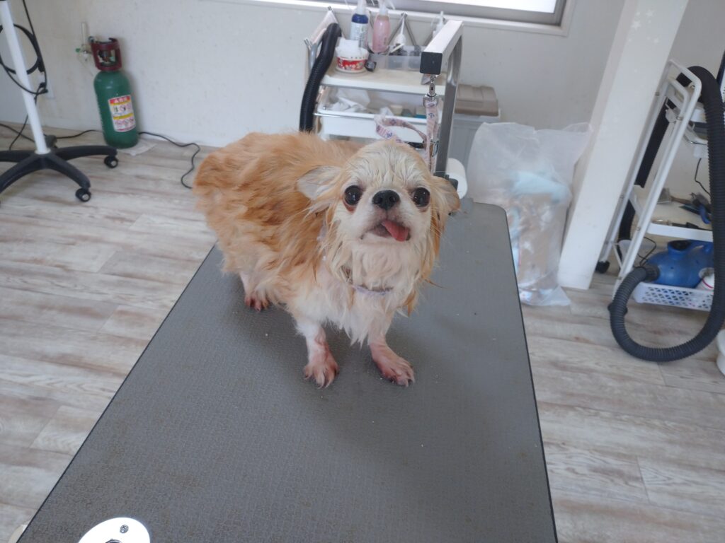 くらまちゃん