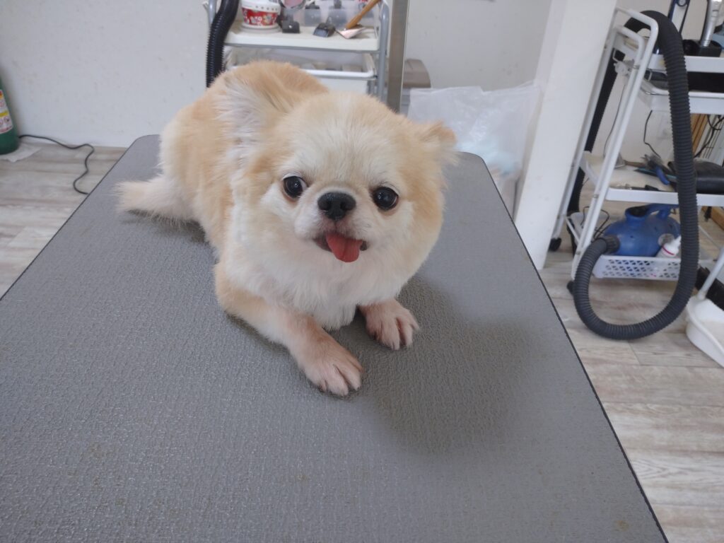 くらまちゃん