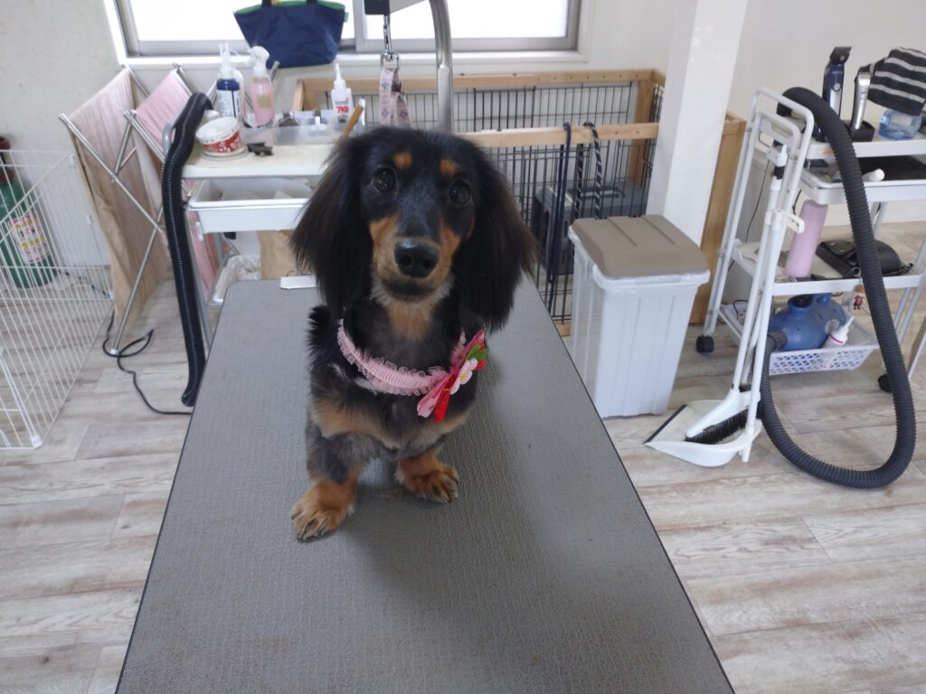 カノンちゃん