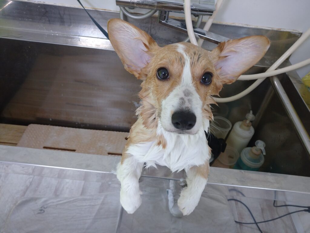 ミルクちゃん