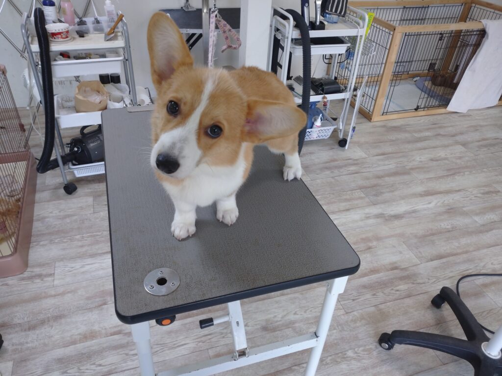 ミルクちゃん