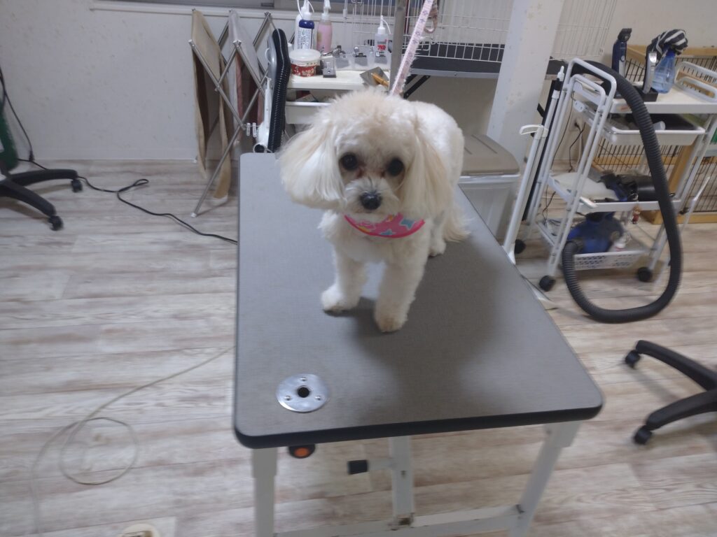 スズランちゃん