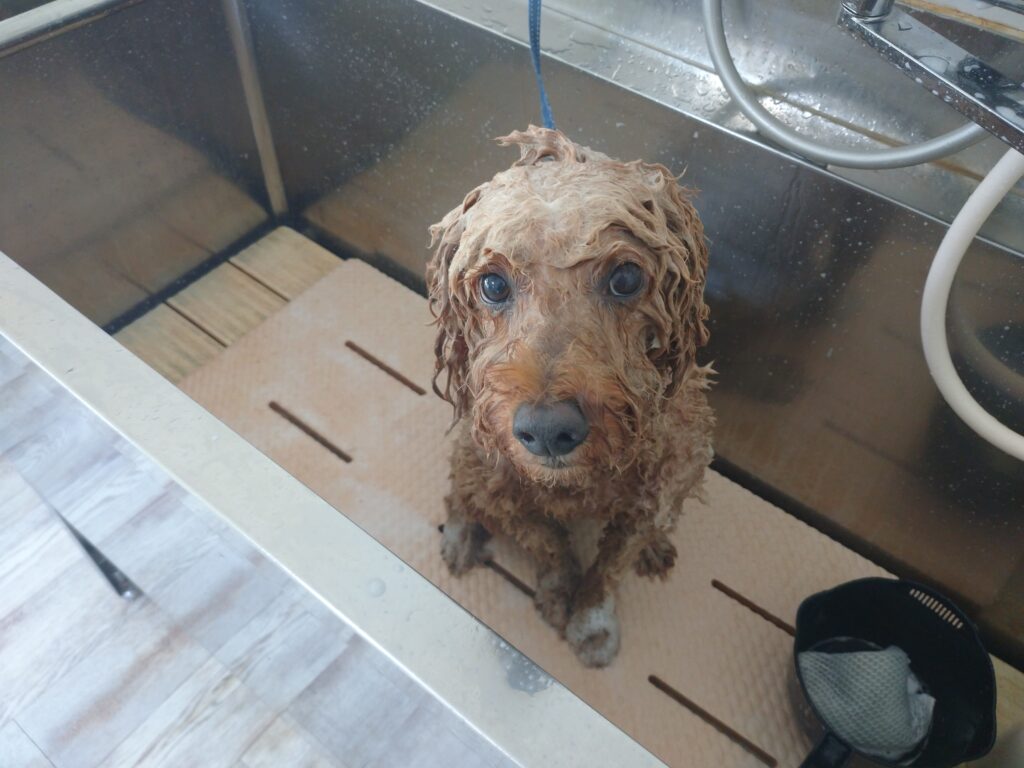 くりちゃん