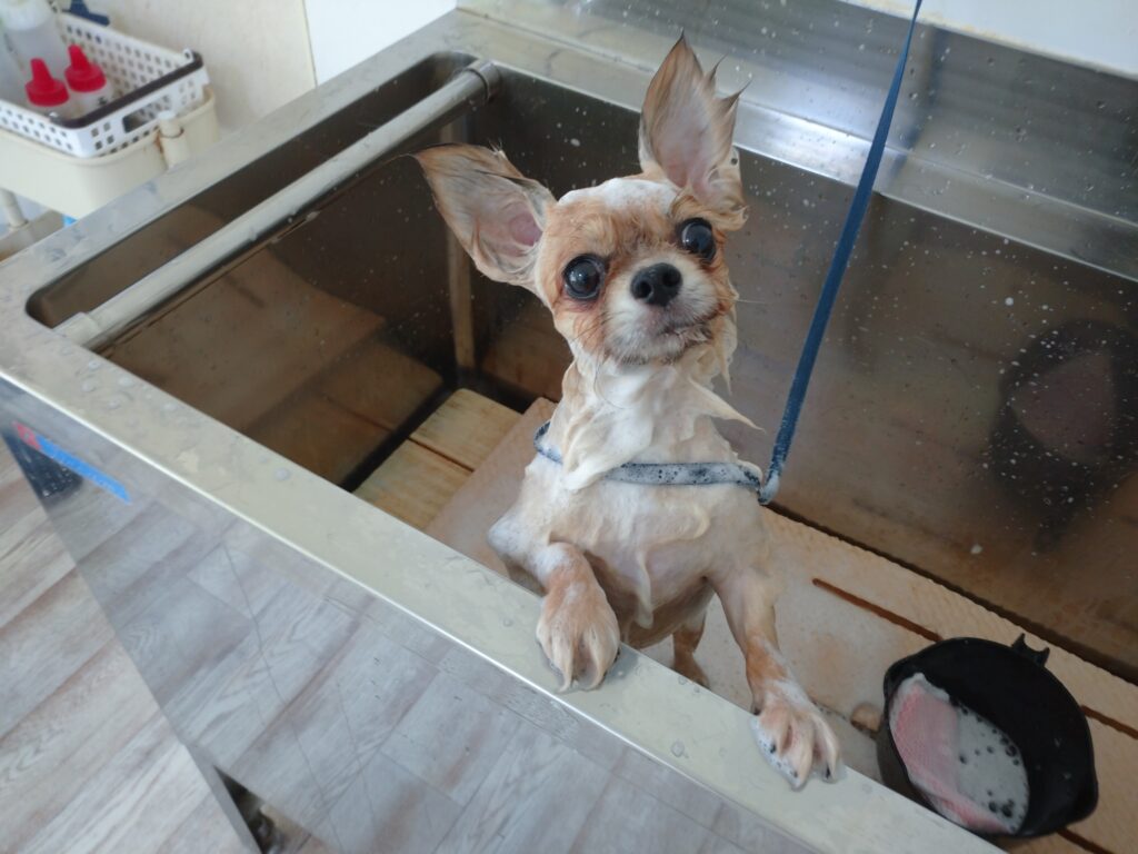もんたちゃん