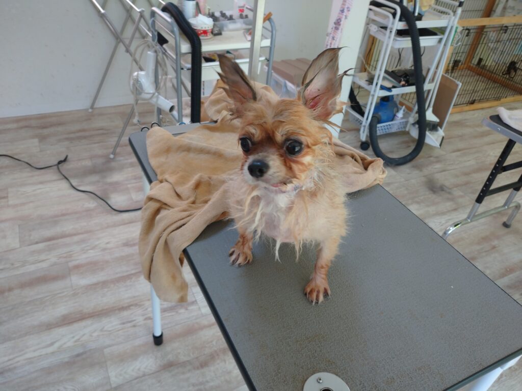 もんたちゃん