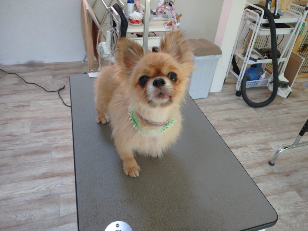 もんたちゃん