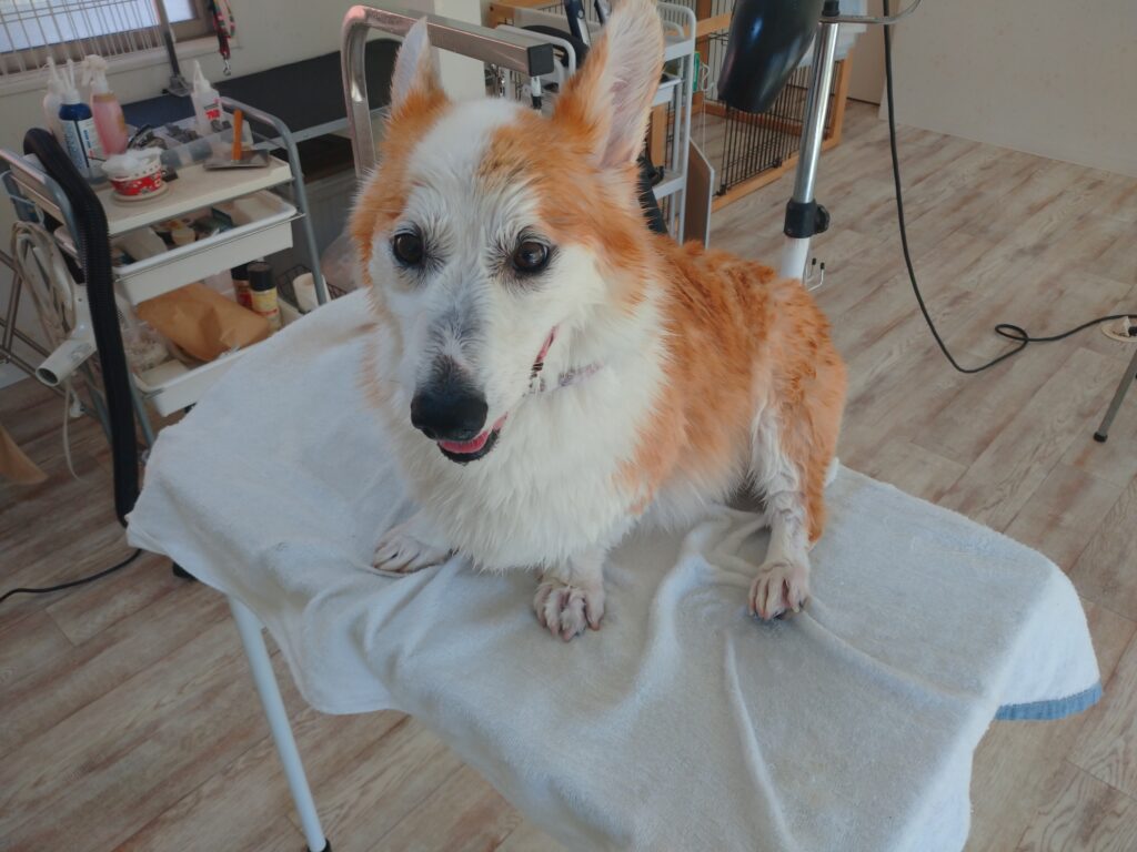ランディちゃん