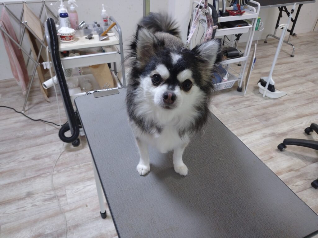 レオちゃん