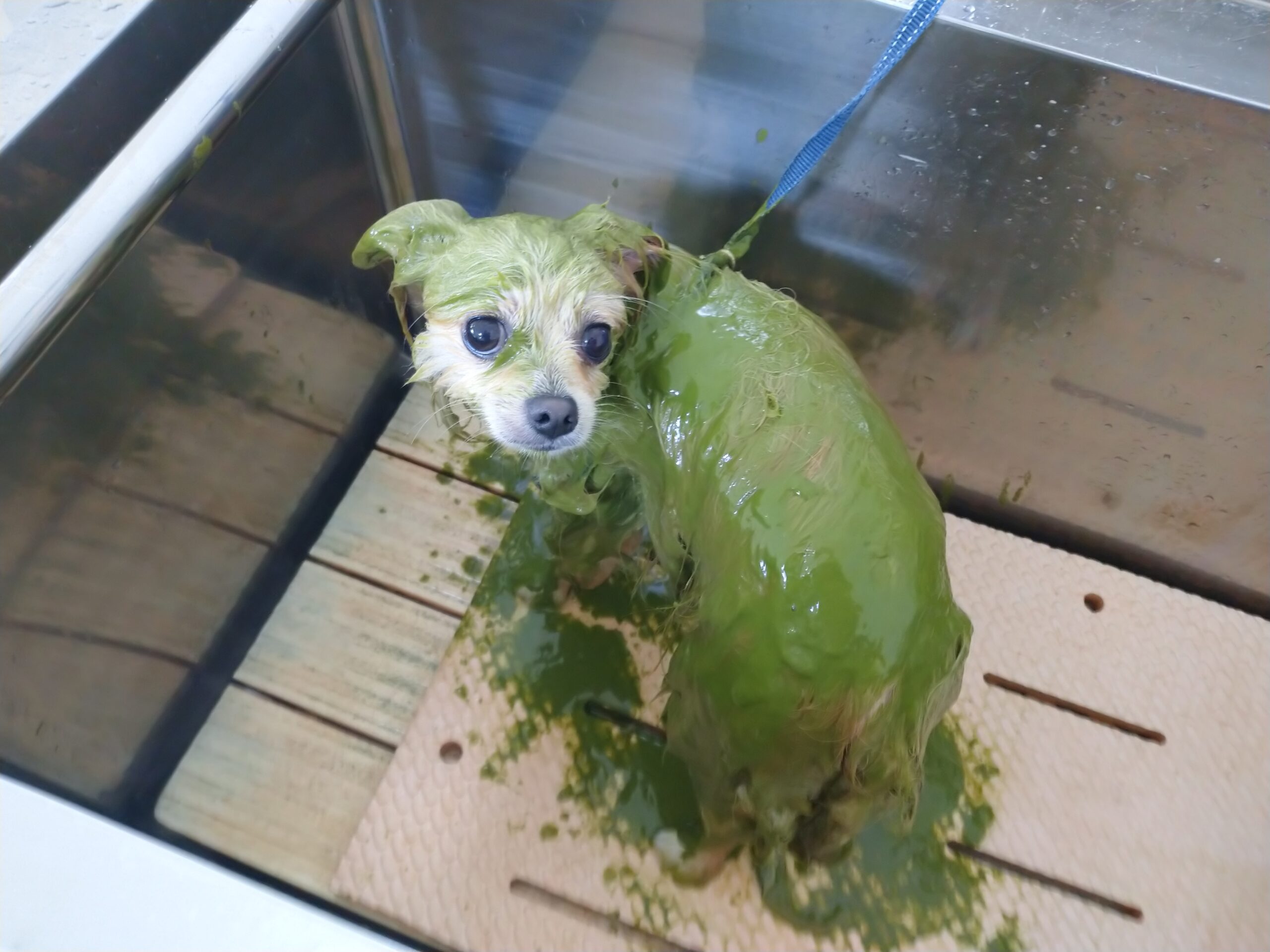 ぽんちゃん