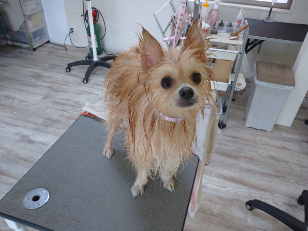 ぽんちゃん