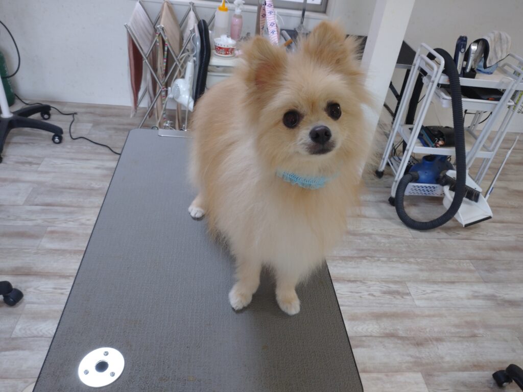 ぽんちゃん
