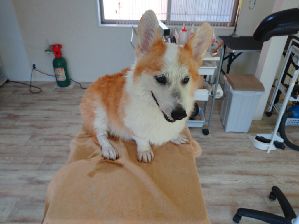 ランディちゃん