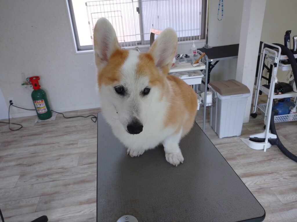 ランディちゃん
