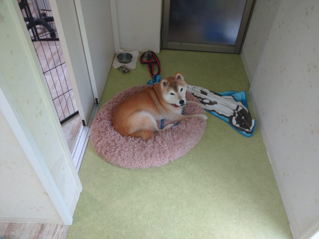 レオちゃん
