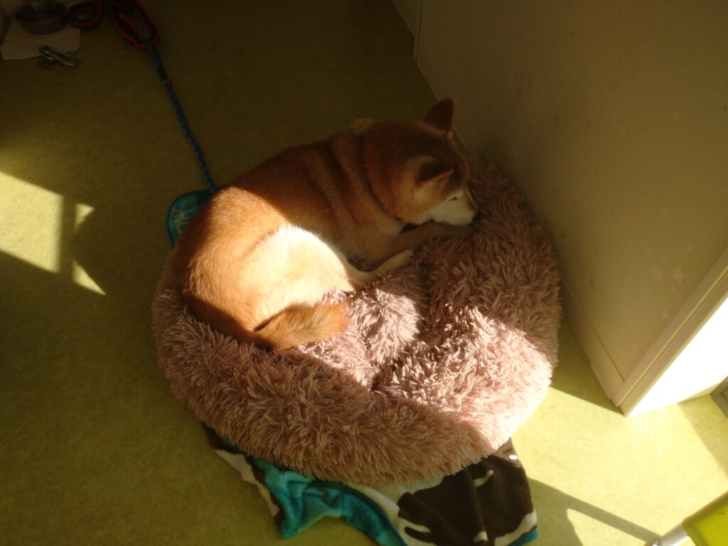 レオちゃん