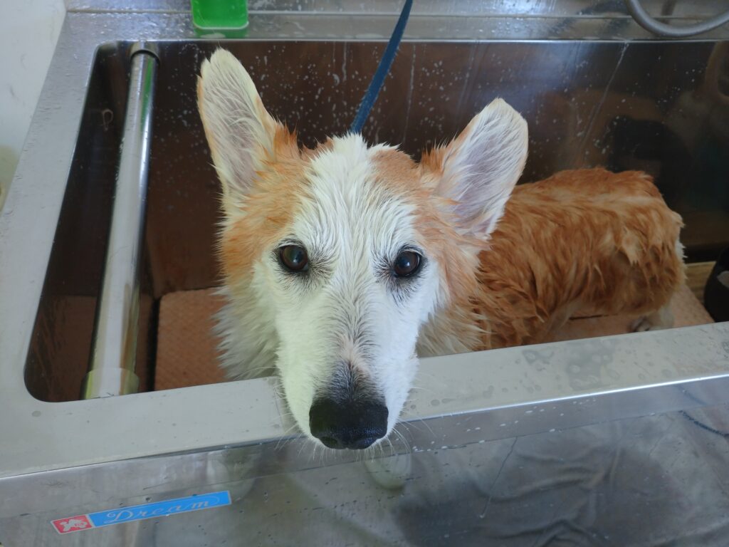 ランディちゃん