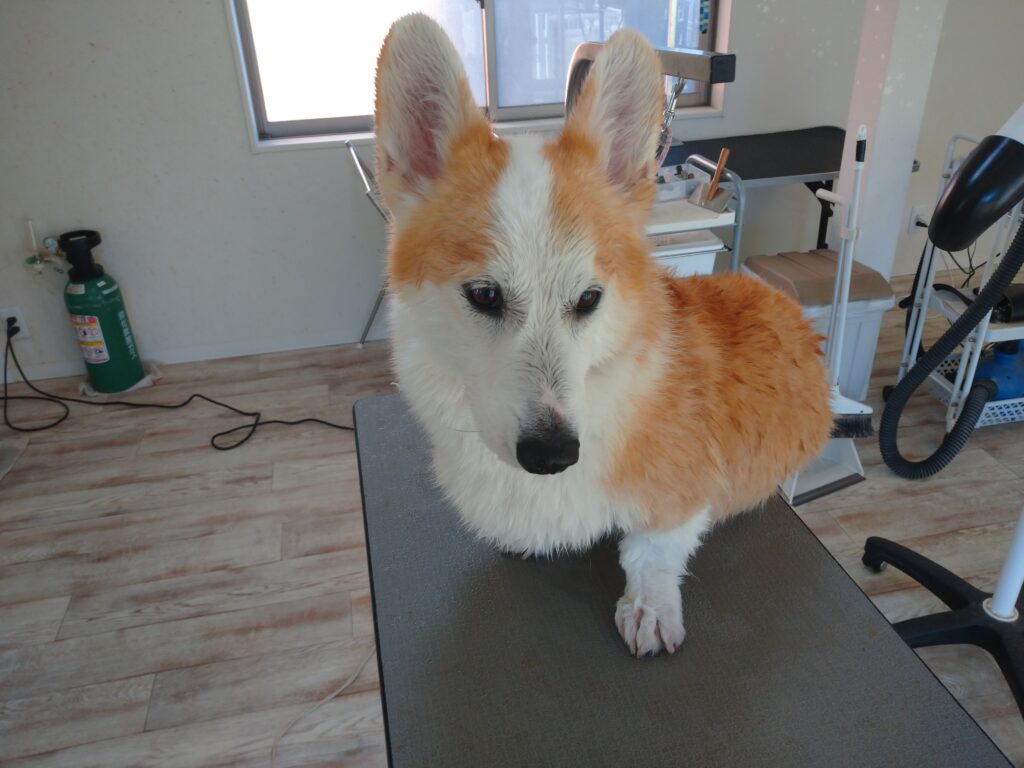 ランディちゃん