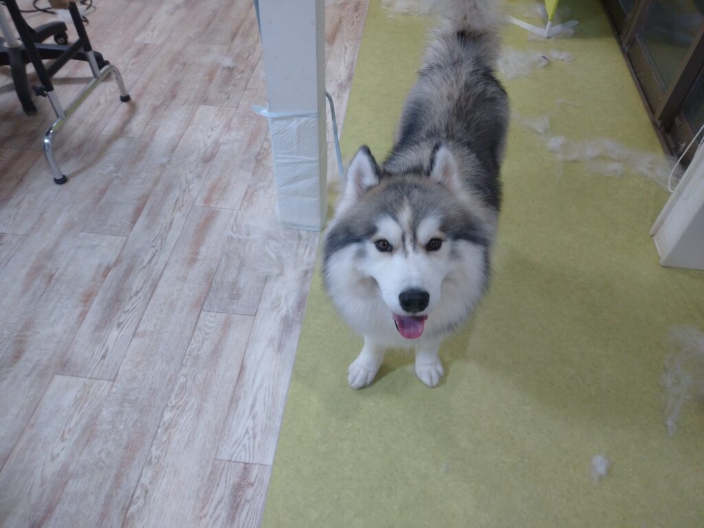 デュークちゃん