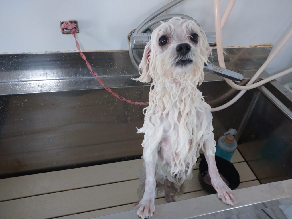 りゅうのすけちゃん