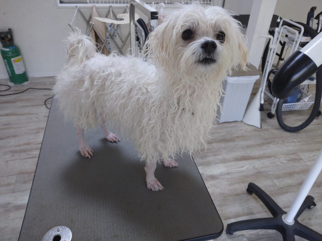 りゅうのすけちゃん