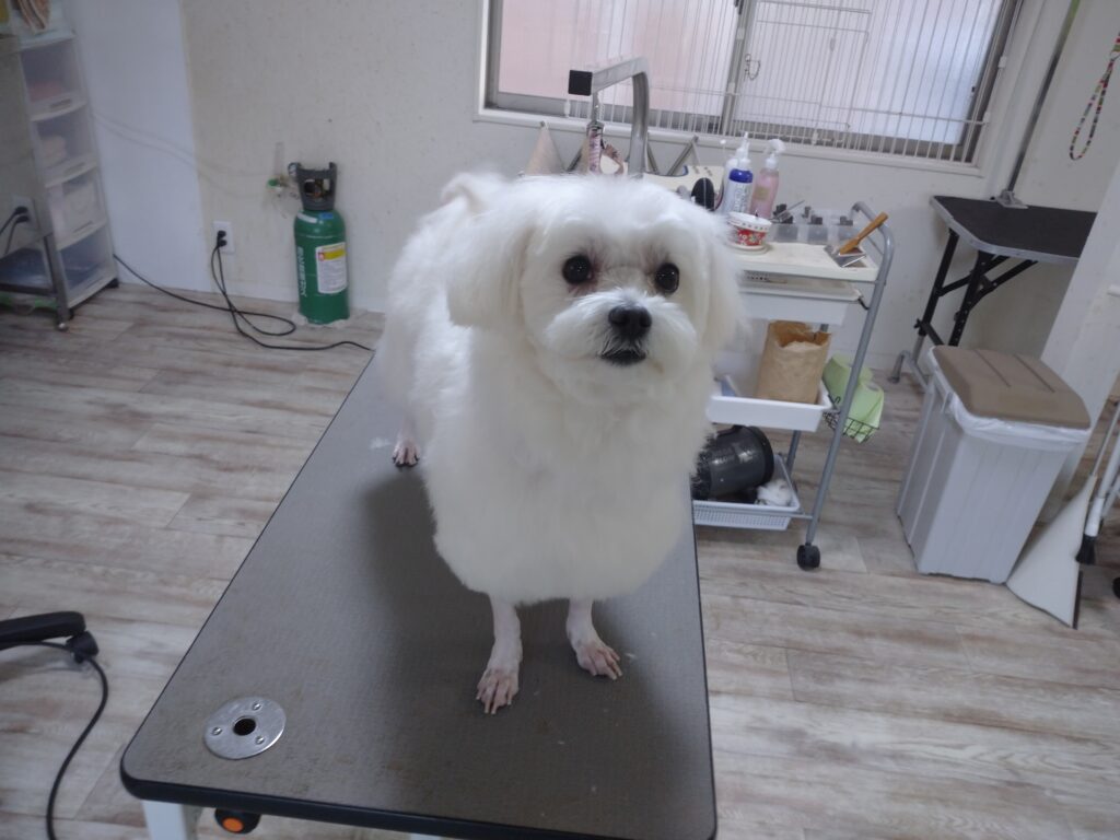 りゅうのすけちゃん