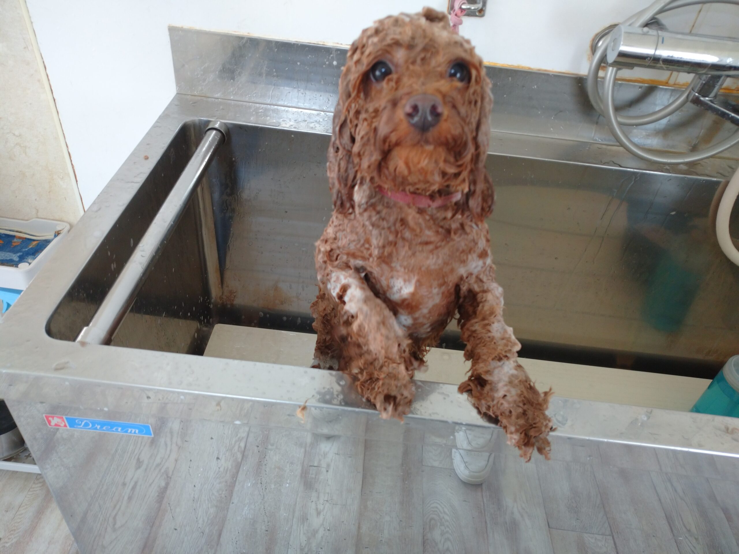 チャタロウちゃん