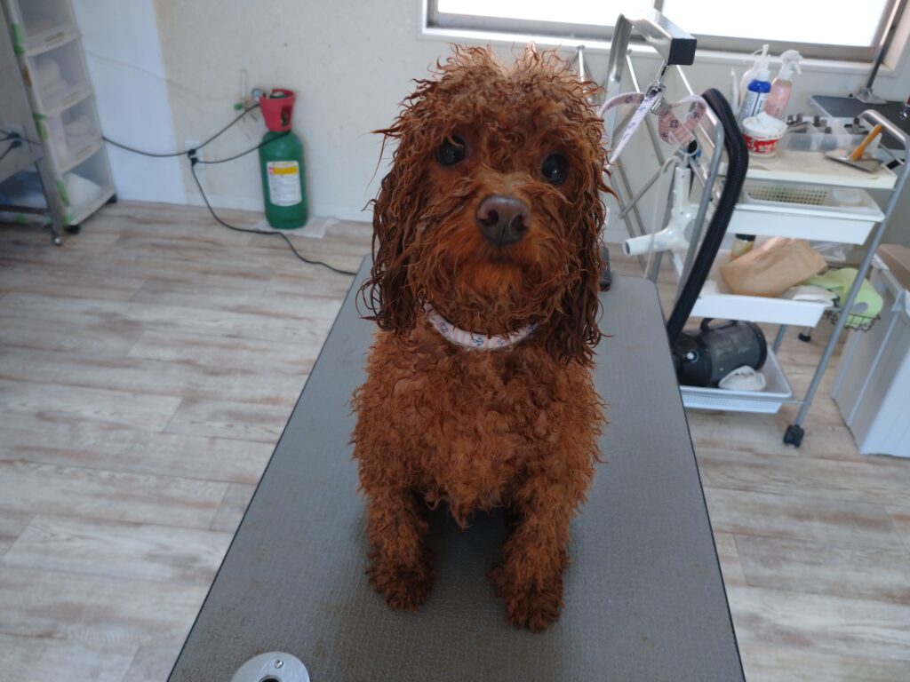 チャタロウちゃん