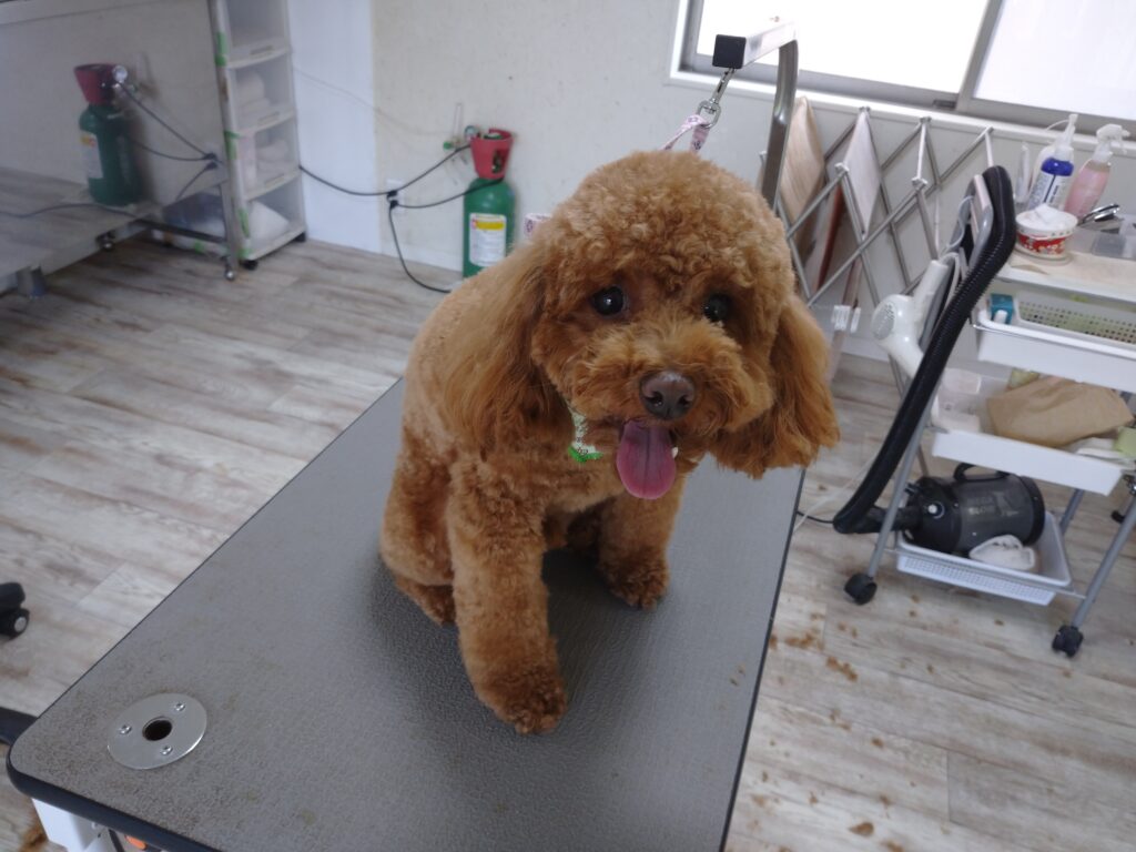 チャタロウちゃん