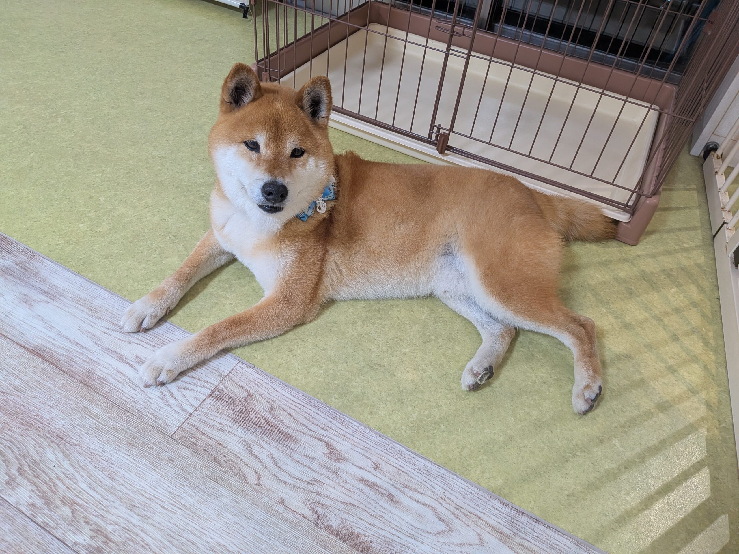 テンちゃん