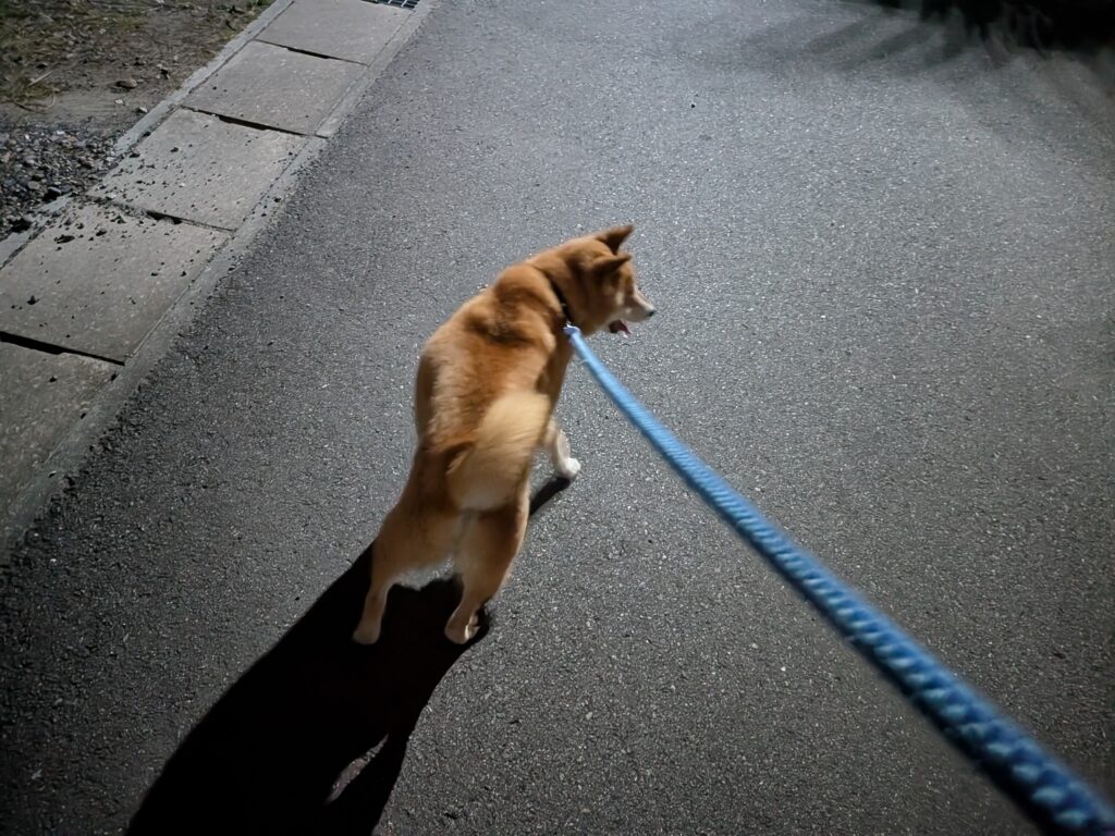 テンちゃん