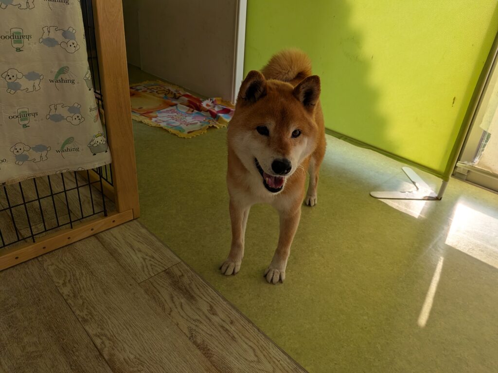 テンちゃん