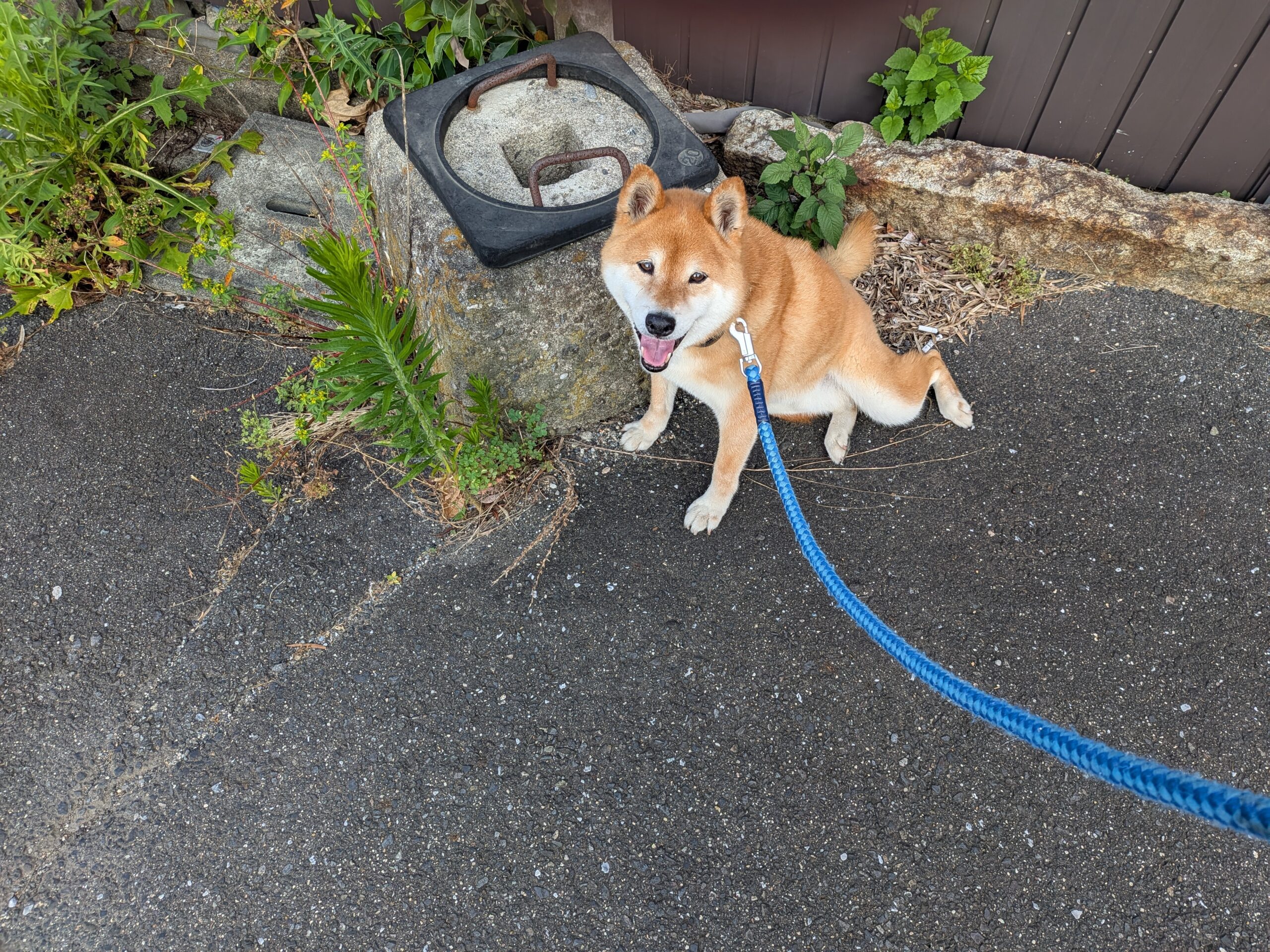 テンちゃん