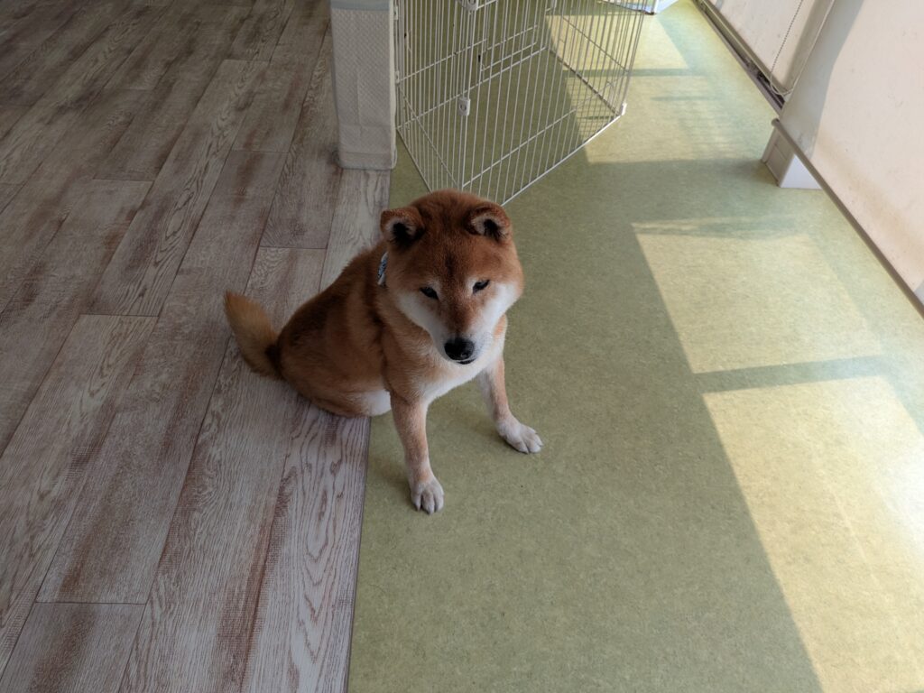 テンちゃん