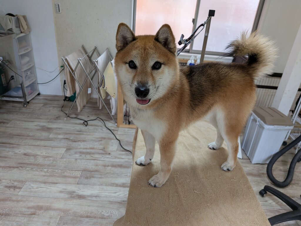 義時くん