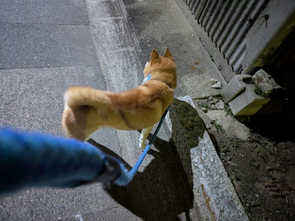 テンちゃん