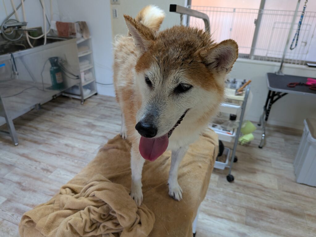 蘭丸ちゃん