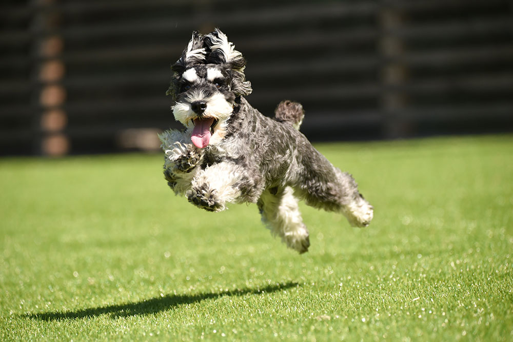 子犬から老犬まで楽しめるペットサロン