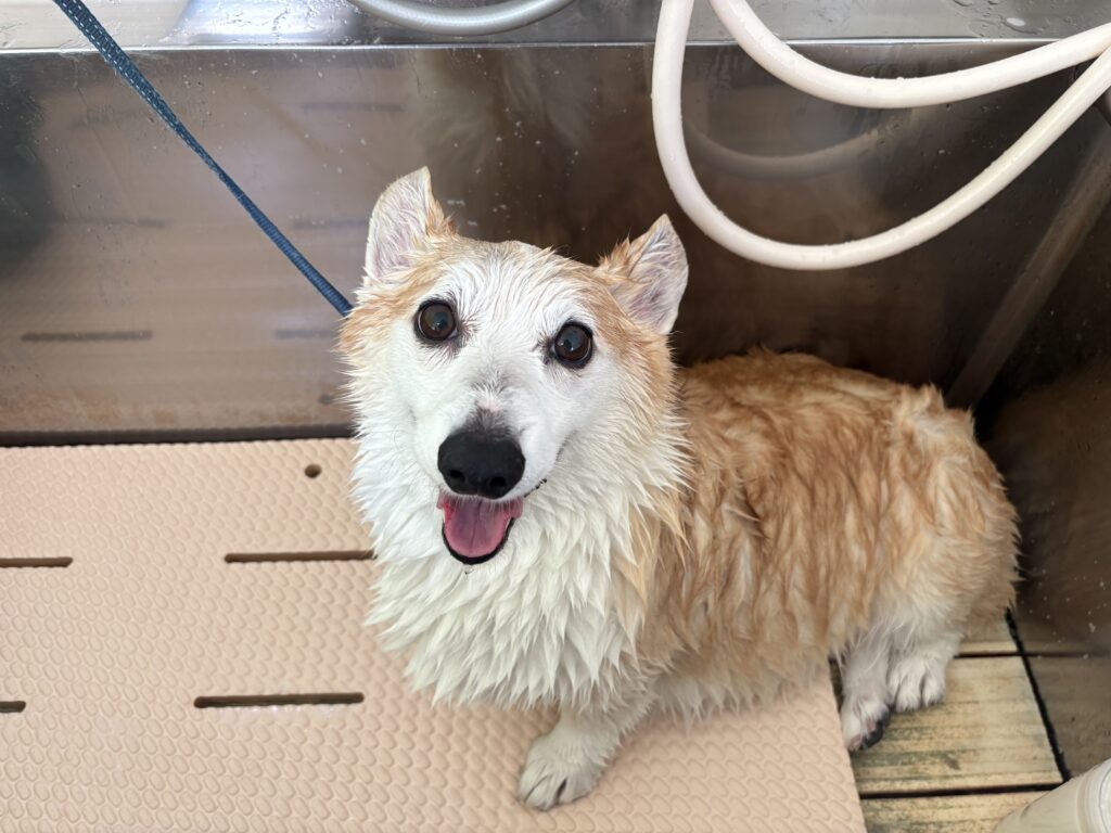 サンちゃん