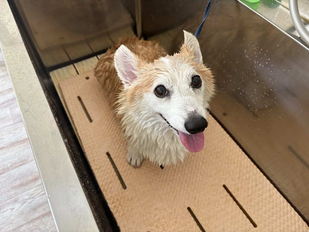 サンちゃん