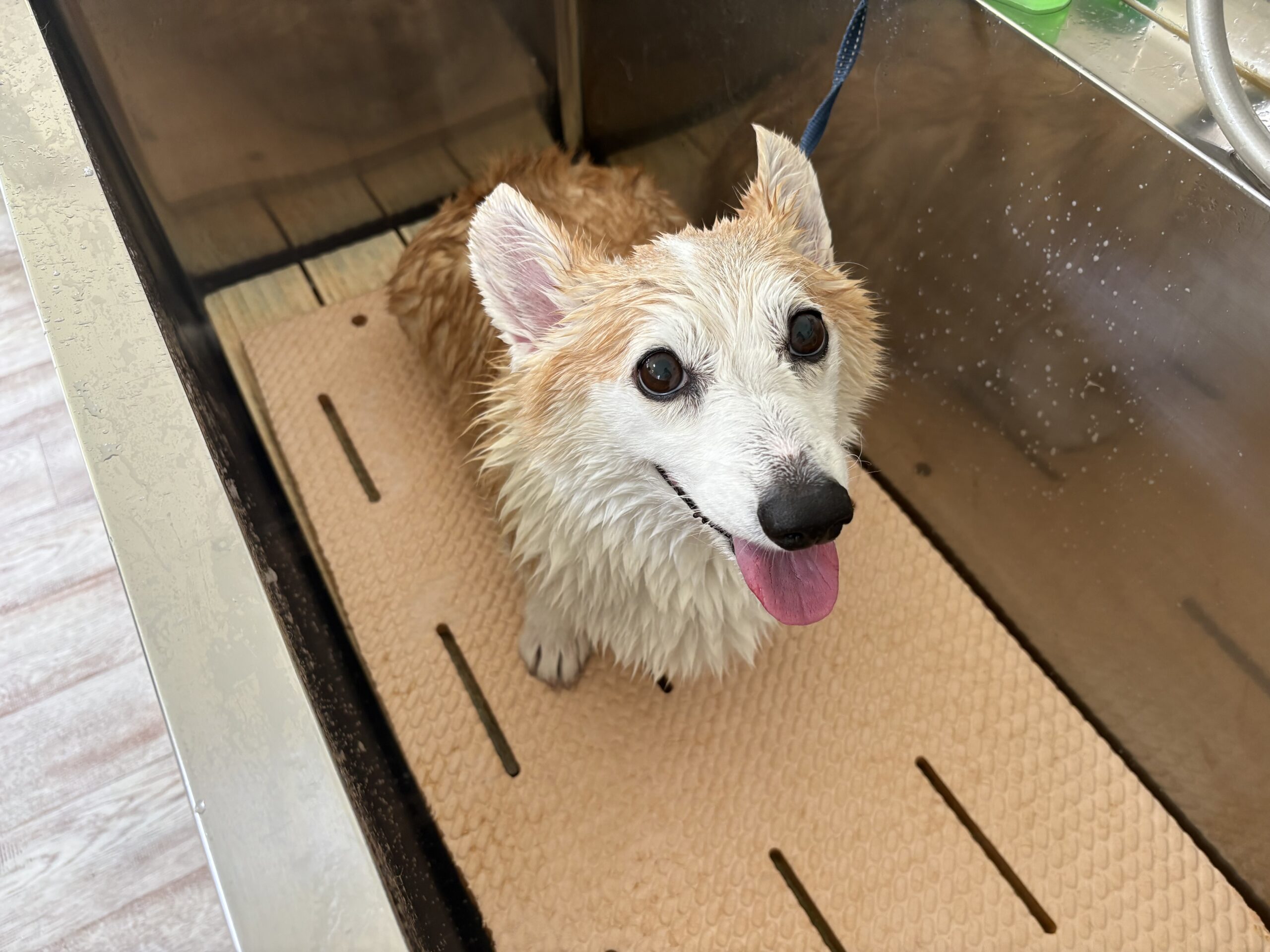 サンちゃん