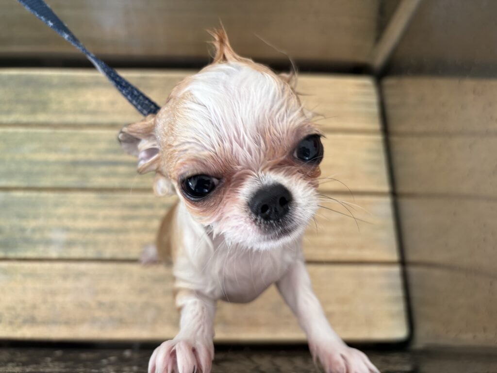 ぽむちゃん