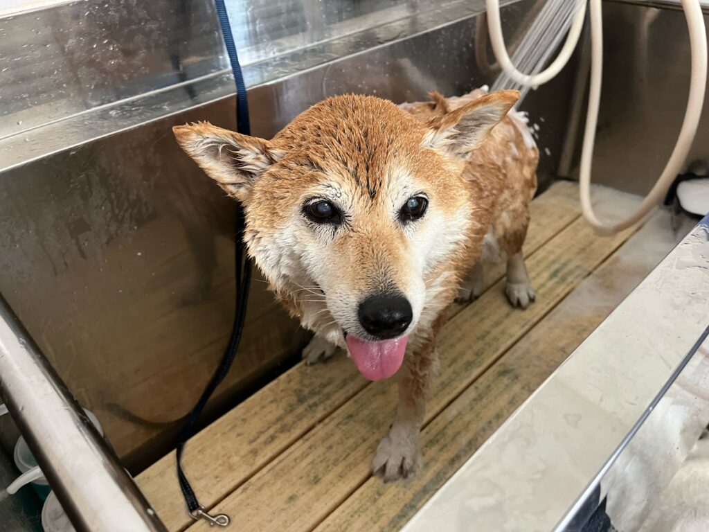 さくらちゃん